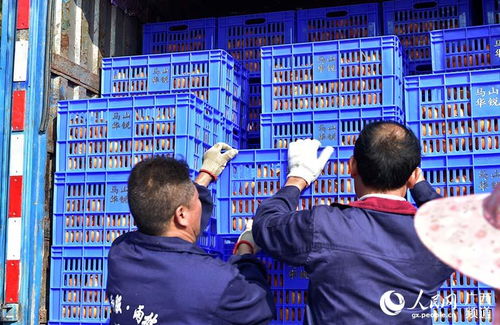 馬山縣 龍頭企業(yè)引領扶貧農(nóng)產(chǎn)品走向國內(nèi)外市場