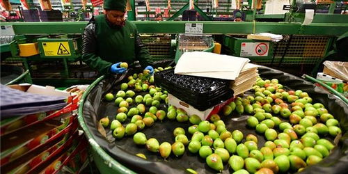 櫻桃對(duì)華出口嘗到甜頭，智利尋求多元化深化與中國合作